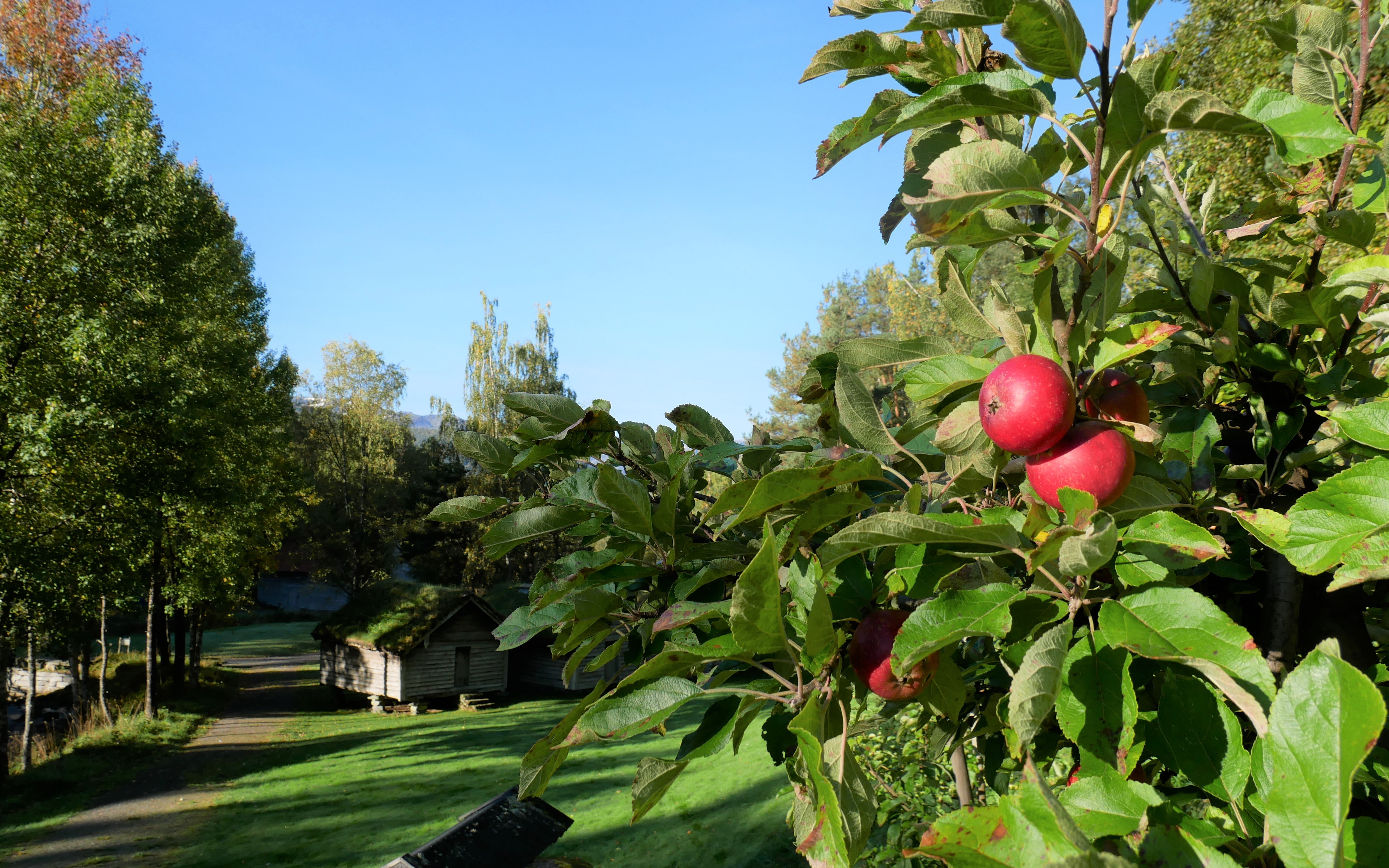 Eple på epletre i friluftsmuseet, i bakgrunnen er det grønne trær og gamle hus.